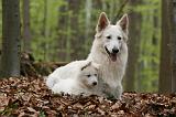 BERGER BLANC SUISSE - ADULTS ET PUPPIES 039